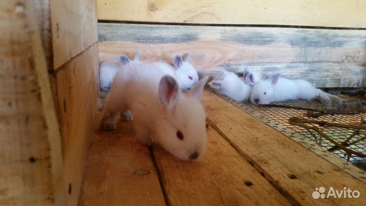 Кролики на племя