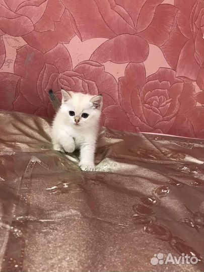 Британские котята