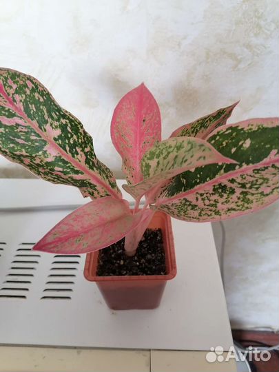 Аглаонема престиж