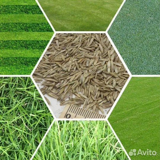 Посевной газон