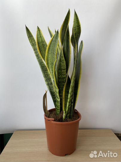 Сансевиерия, Алоказия, Драцена