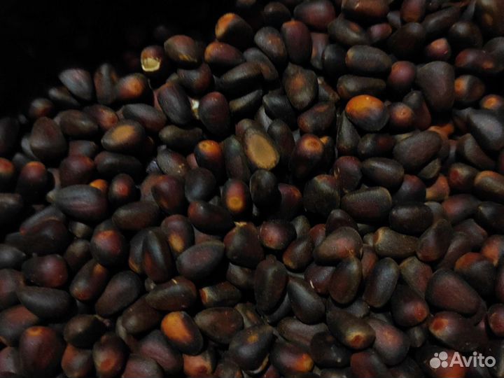 Кедровый орех