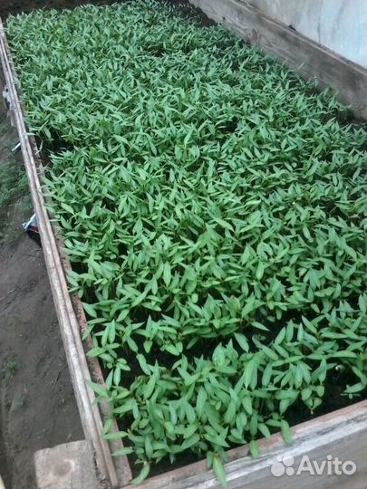 Рассада овощных культур (баклажан,помидор,перец)