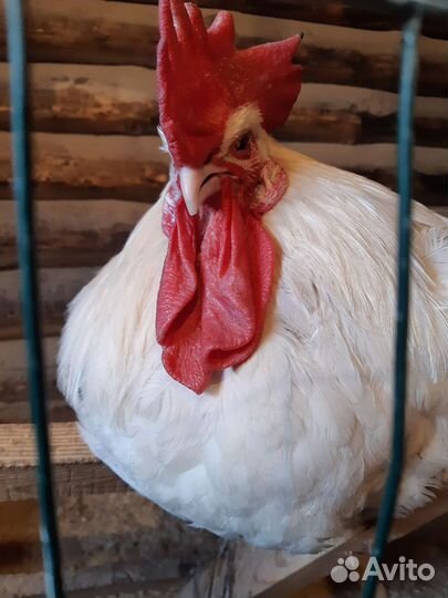 Домашние курочки,петушки