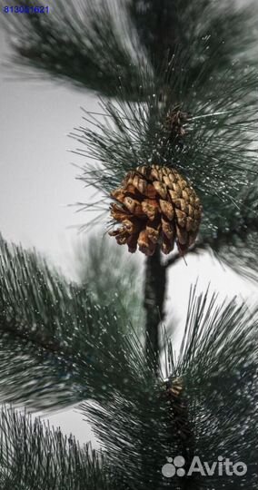Елка искуственная + доставка (много отзывов)
