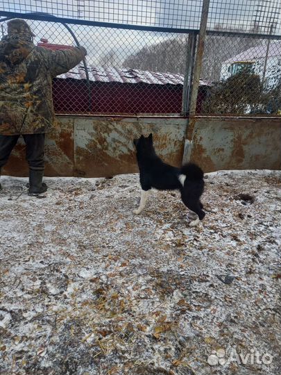 Русско европейская лайка