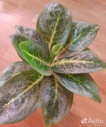 Аглаонема лимон минт,уши слона