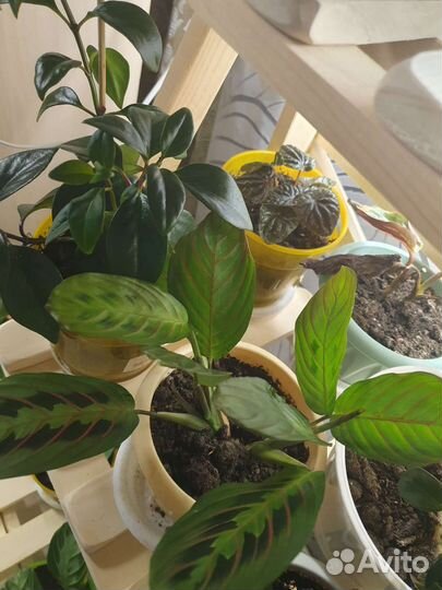 Калатеи, бегонии, маранты, пеперомия и комнатные