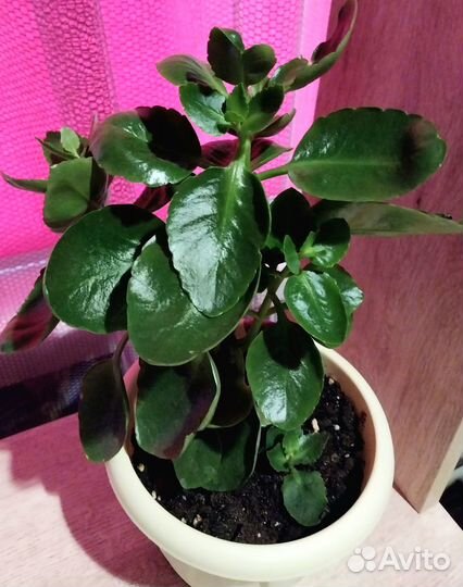 Каланхоэ цветущий розовый