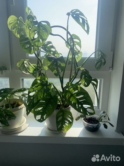 Монстера Адансона