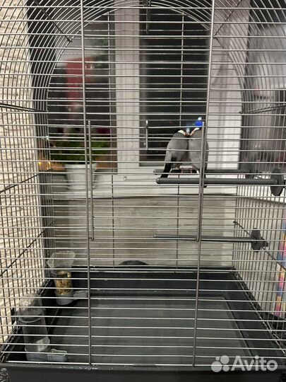 Клетка с двумя амадинами