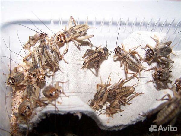 Сверчки, мраморные тараканы, зофобас и др