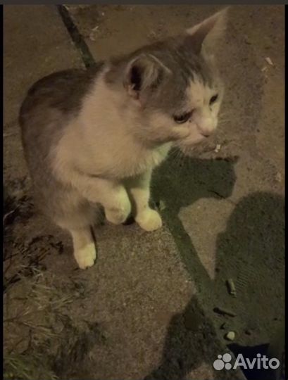 Хромой котик ищет добрые руки