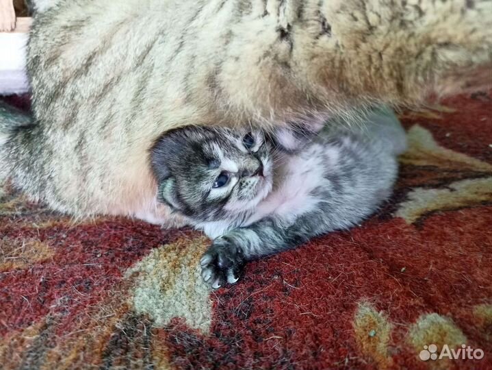 Котята метисы шиншилы