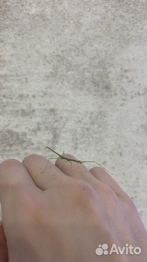 Аннамский палочник