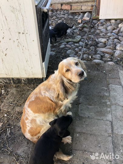 Кокер спаниель