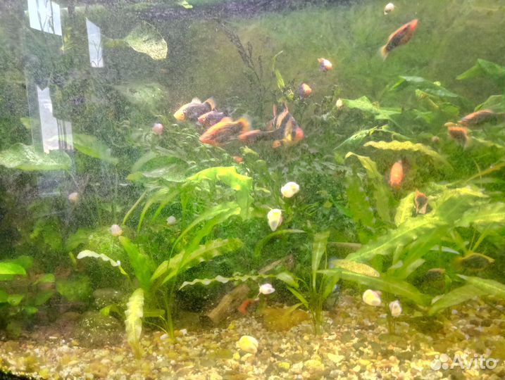 Улитки ампулярии