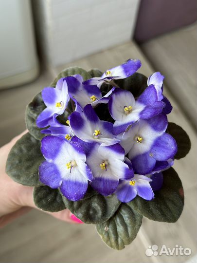 Фиалка детки