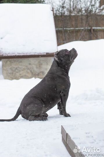 Американский булли XL вязка за щенка