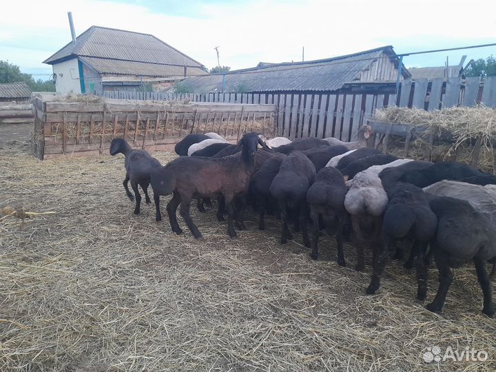 Бараны чистокровные эдильбаевской породы