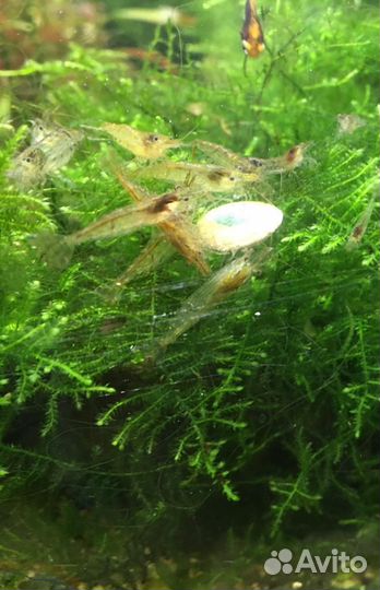 Креветки. Корм для рыб