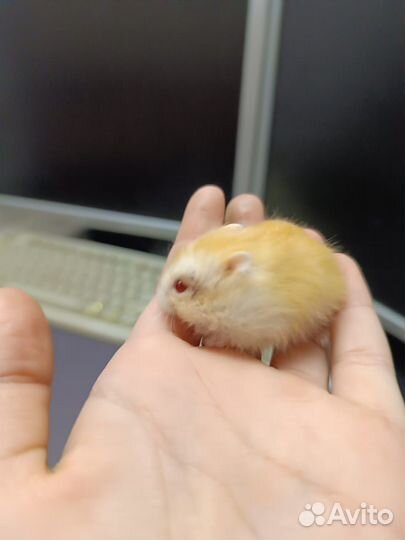 Джунгарские хомячки