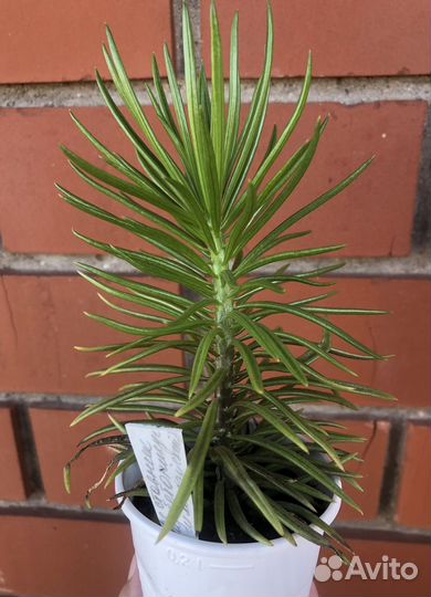 Крестовник барбетоникус(гималайский)