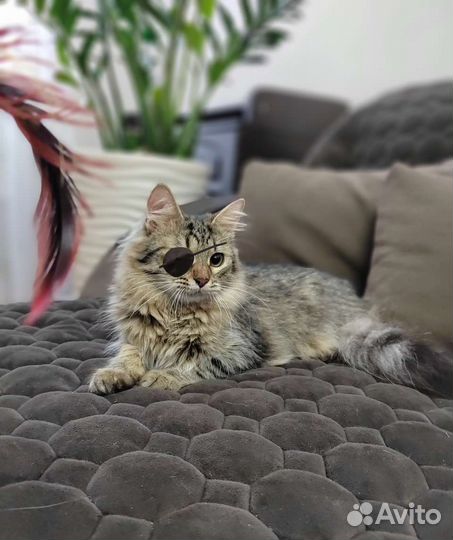 Норвежская лесная