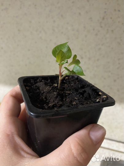 Альтернатера