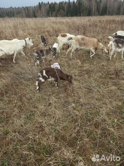 Козы- свиньи