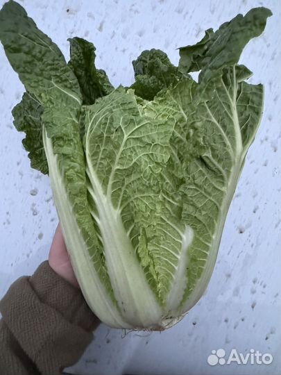 Капуста пекинская