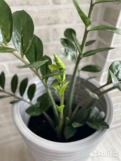 Замиокулькас