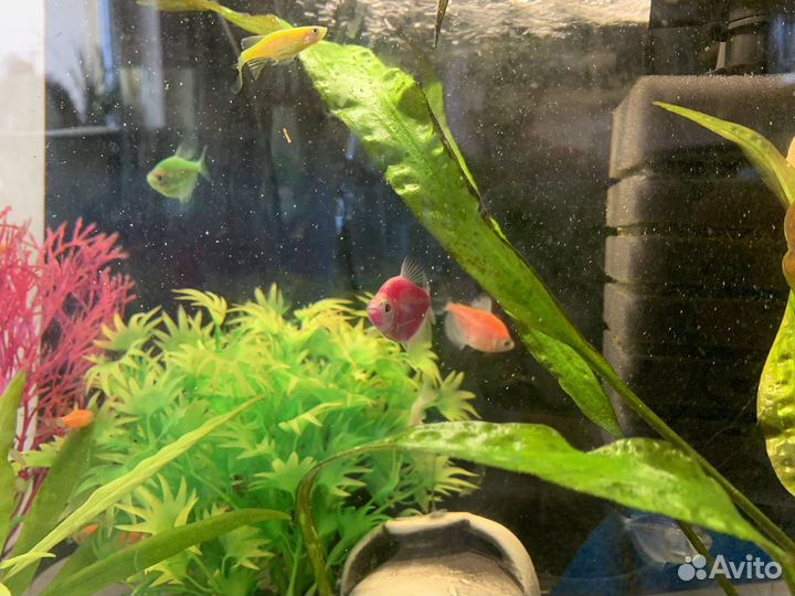 Тернеции glofish