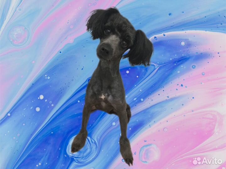 Стрижка/Груминг собак. Фиксированная стоимость