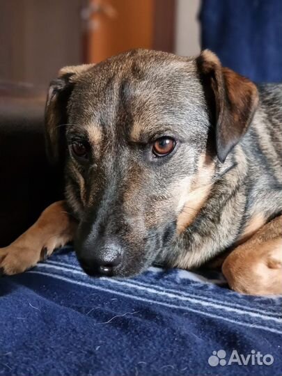 Лукас молодой пес, но участь приютская клетка