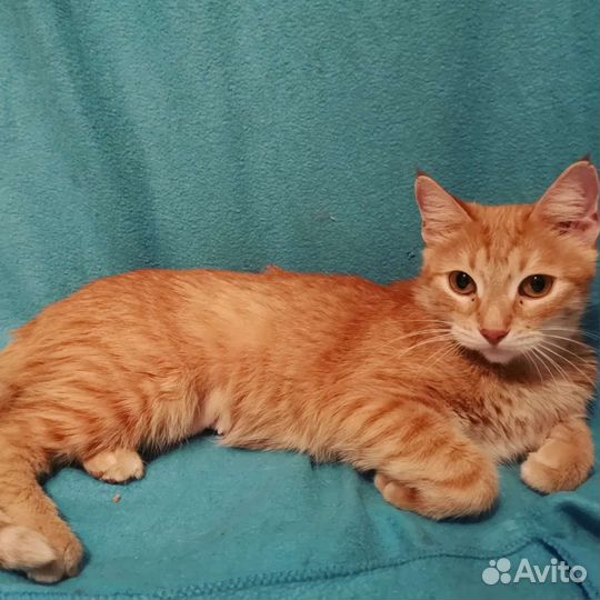 Рыжая кошка ищет дом