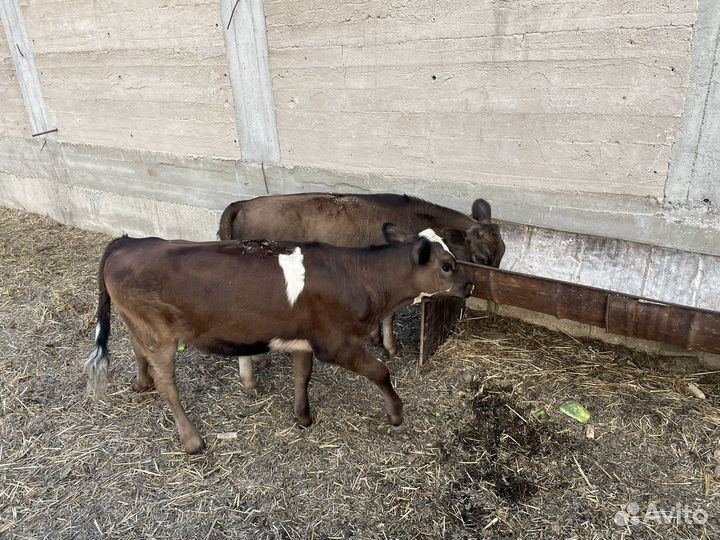 Коровы и телки