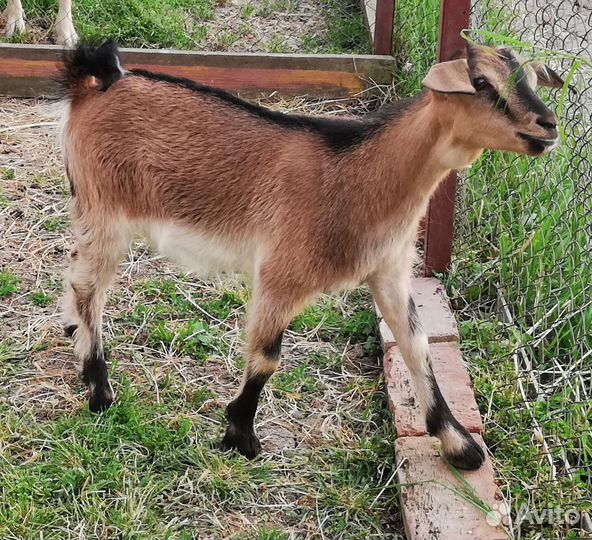 Козочка молочная