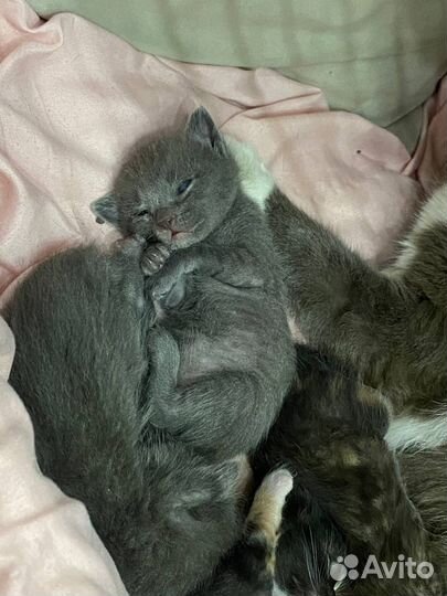 Котята в добрые руки бесплатно