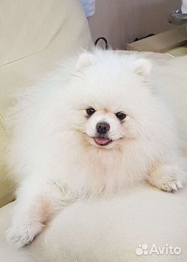 Белый шпиц мини