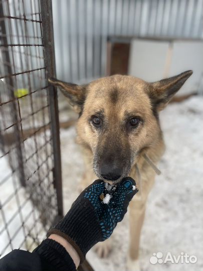 Овчаристый пёс с историей #собака в дар