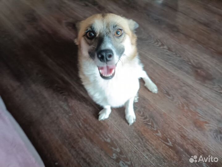 Отдам в добрые руки щенков помесь корги