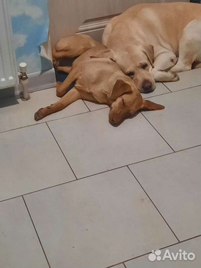 Собачка Буся ищет дом