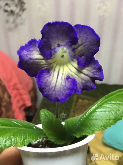 Стрептокарпус