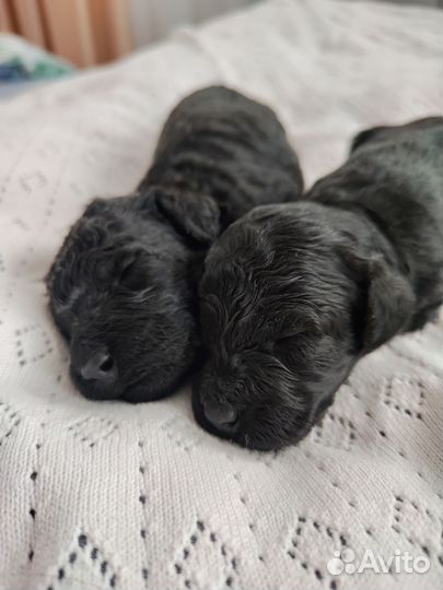 Миниатюрный пудель щенки