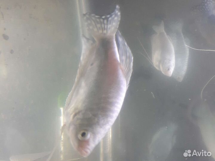 Аквариумные рыбки собственного разведения