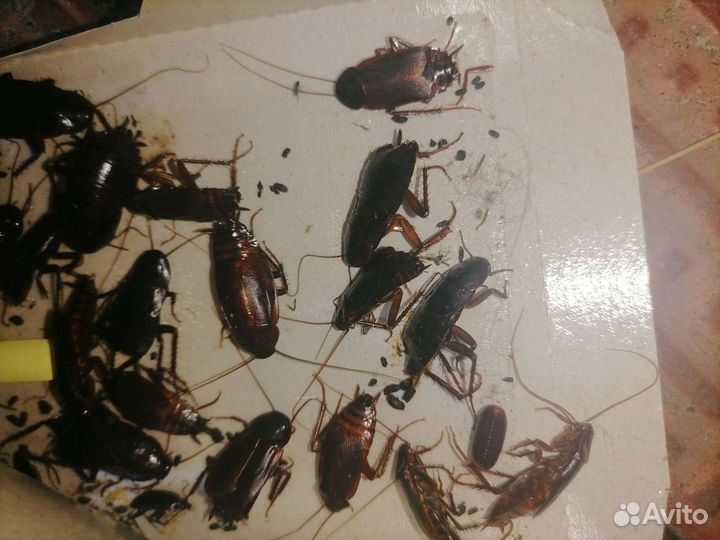 Уничтожение клопов тараканов блох