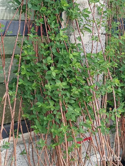 Жимолость крупномеры саженцы