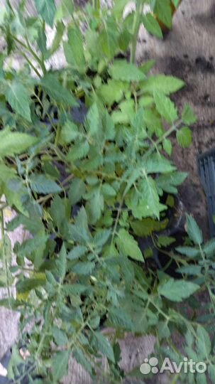 Рассада помидор