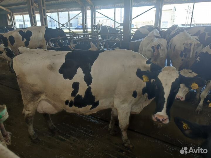 Коровы высокоудойные
